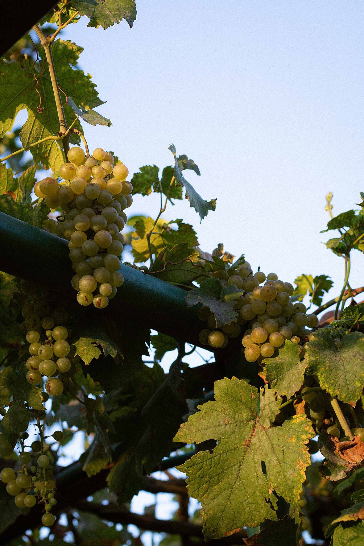 Trauben an den Weinreben - Immobilienmakler Nieder-Olm